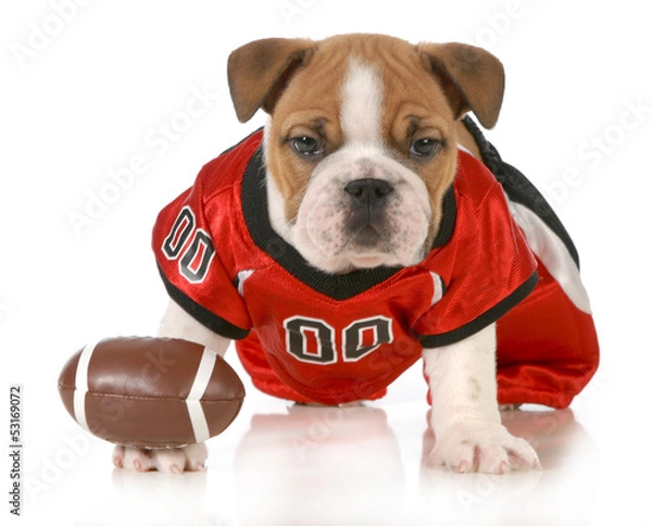 Obraz football dog