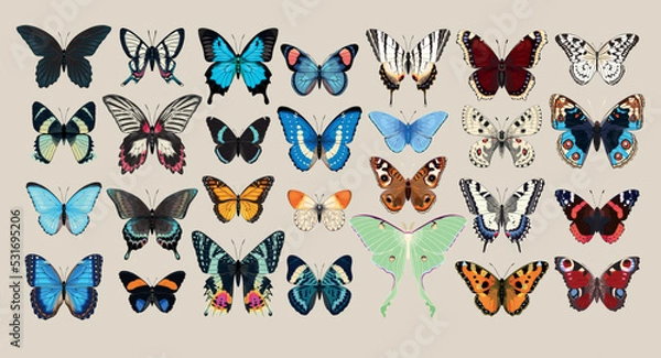 Fototapeta Big vector set of butterflies