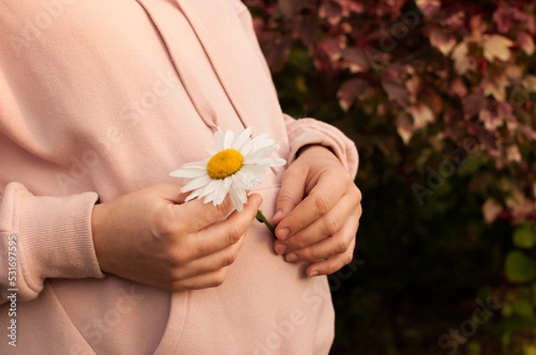 Fototapeta a pregnant woman in a pink blouse holds a daisy in her hands in close-up with a place for text