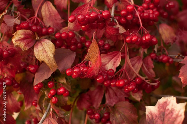 Obraz red viburnum berries with leaves solid background