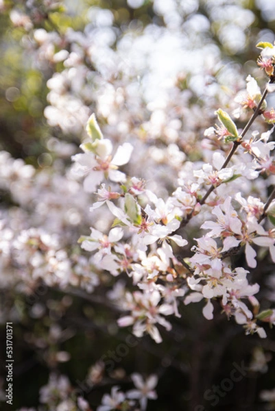 Obraz blossom in spring
