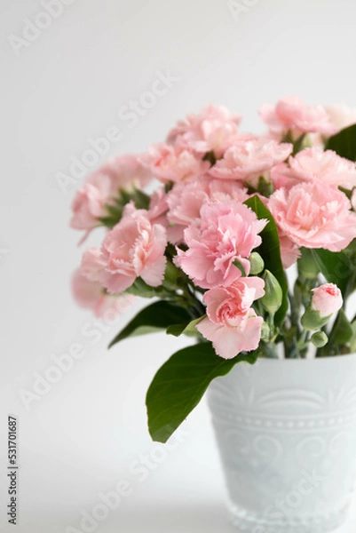 Fototapeta Close up Blooming mini Carnation Flowers on White background