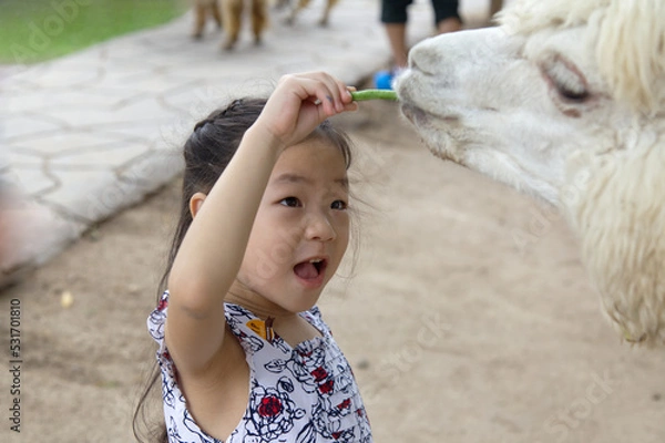 Fototapeta An Asia kid is give vegetable to white alpaca in the zoo from Thailand.