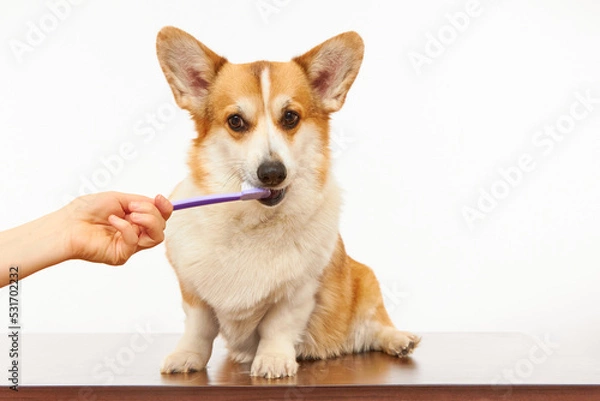 Fototapeta The owner brushes the teeth of a cute corgi dog on a white background. Healthy pet teeth, dental care.