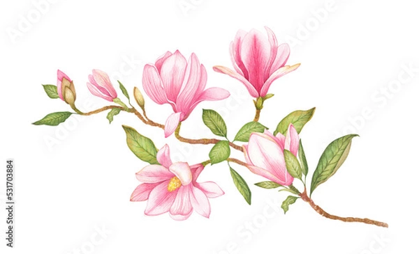 Fototapeta Watercolor illustration of a magnolia branch with pink flowers. Hand-drawn isolated tree flower close-up. Elements of botanical flowers for your design.