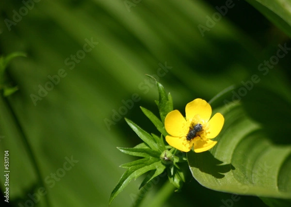 Obraz payson lake wildflower #1