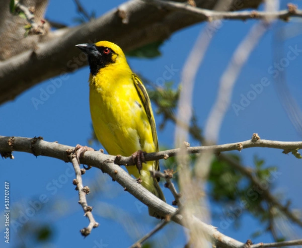 Obraz Oiseau nommé Tisserin Gendarme ou Serin du Cap, magnifique oiseau jaune qui fabrique de splendides nids avec les feuilles de canne à sucre