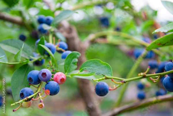 Fototapeta 都会のブルーベリー畑で完熟ブルーベリー狩り・収穫・量り売り（東京都練馬区）