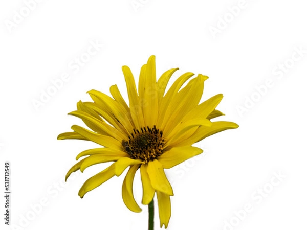 Obraz yellow flower isolated on white background