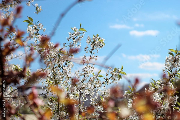 Obraz spring flowers in the sky