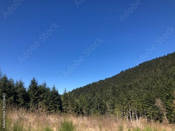 Fototapeta Forêt de pins