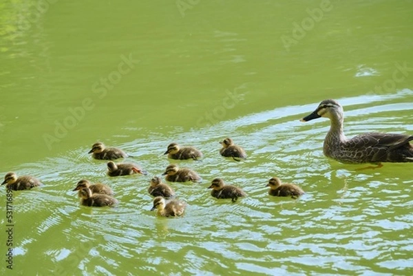 Obraz カルガモの親子