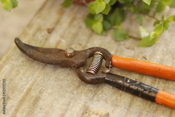 Obraz pruning shears