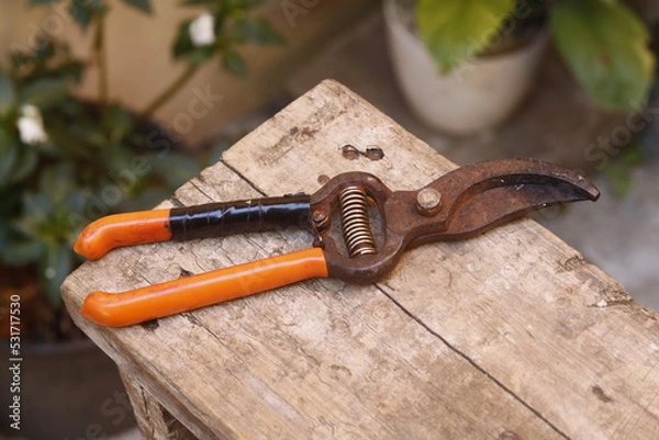 Obraz pruning shears