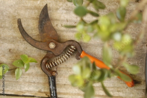 Obraz pruning shears
