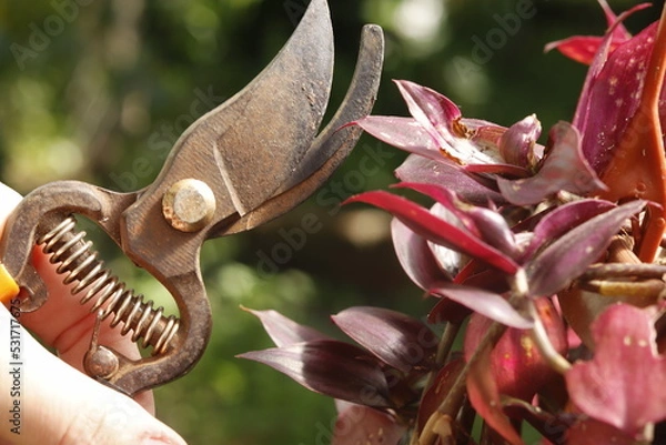 Obraz pruning shears