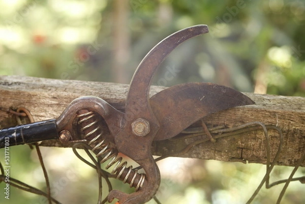 Obraz pruning shears