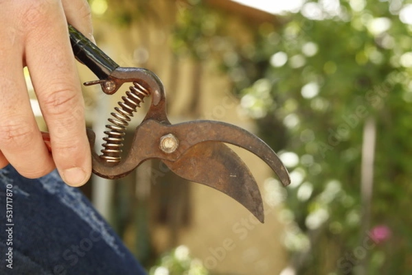 Obraz pruning shears