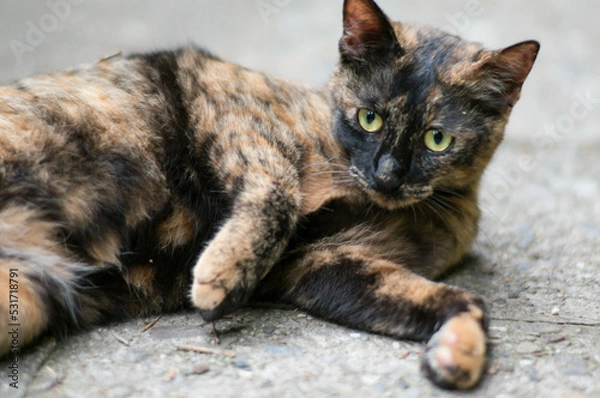 Fototapeta 地面に横たわって、リラックスして過ごす野良猫