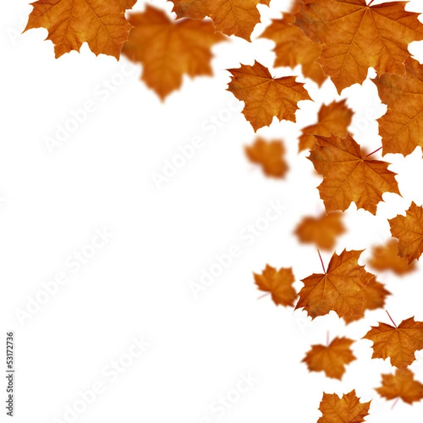 Obraz Maple leaves  defoliation