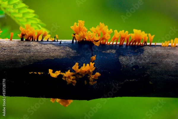 Fototapeta spring in the forest