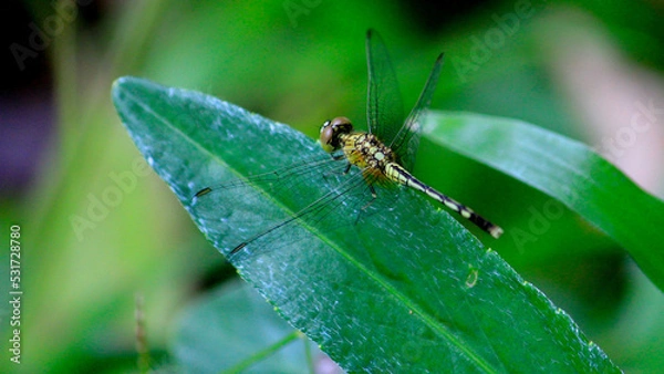 Fototapeta dragonfly on a blade of grass