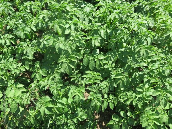 Fototapeta young potatoes have sprung up on the field, there will be a harvest soon