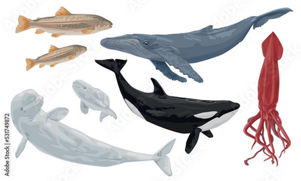Fototapeta Inhabitants of cold seas and oceans. Blue whale, beluga, killer whale, giant squid and arctic fish. Wild animals. Vector illustration isolated on a white background.