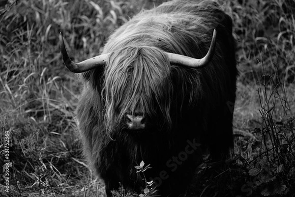 Obraz Highland cattle