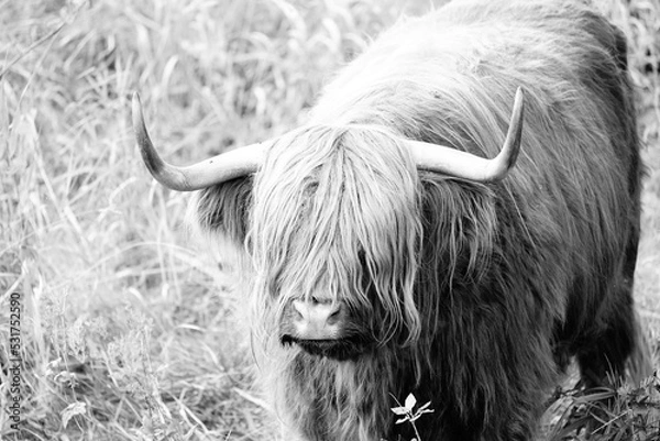 Obraz Highland cattle