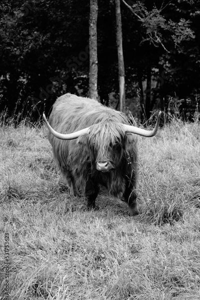 Obraz Highland cattle