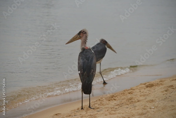 Fototapeta Malibu Stork