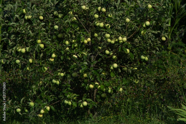 Obraz Apple tree "White filling", big harvest, horticulture