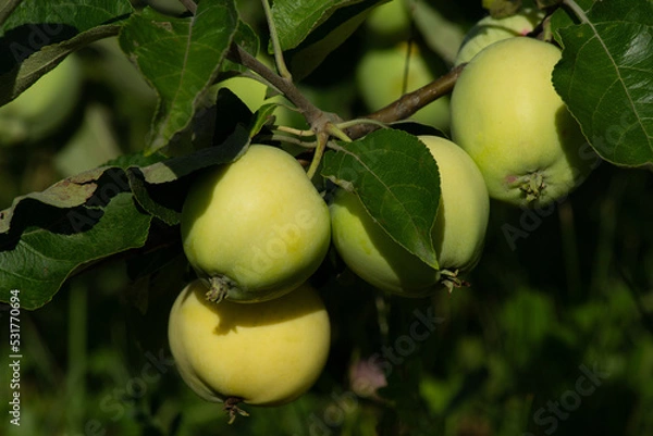 Obraz green apples on a tree