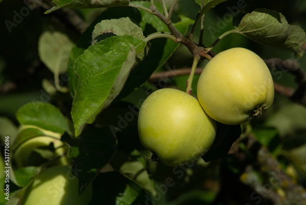 Obraz Close-up apples are weighed on a tree, on a branch,