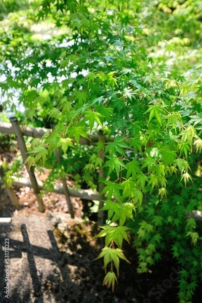 Fototapeta 日本庭園