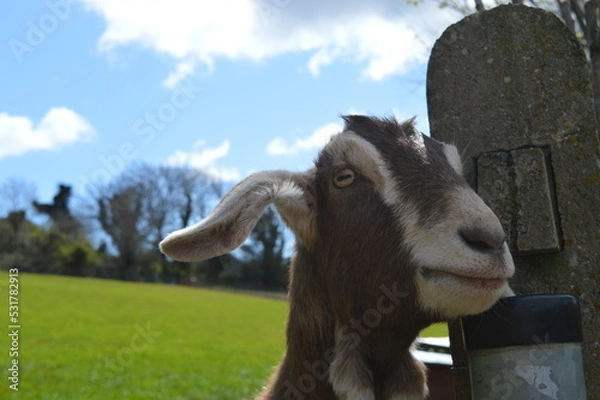 Obraz goat on the meadow