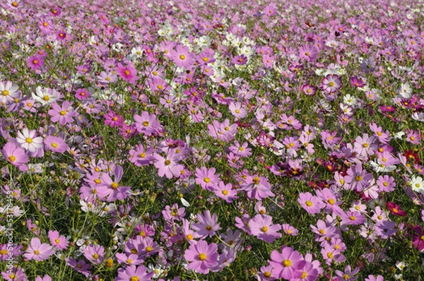 Fototapeta コスモス