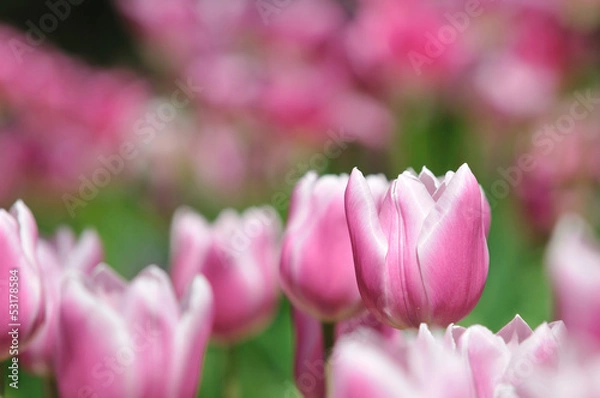 Fototapeta チューリップ