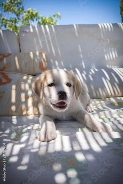 Obraz cachorro raza mastín