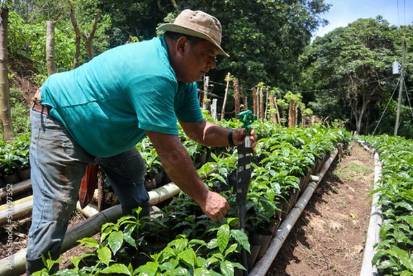 Fototapeta Farmer fixing water sprinkler in the coffee field