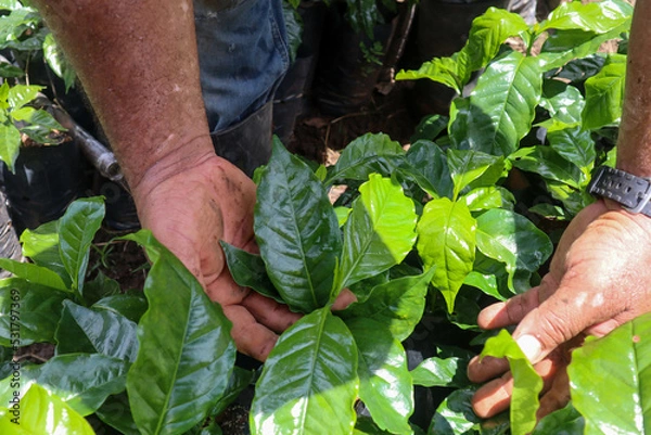 Fototapeta Farmer inspecting coffee crops leaves in the field