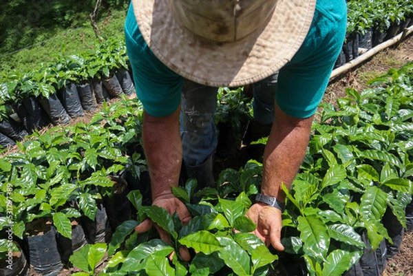 Fototapeta Farmer inspecting coffee crops leaves in the field