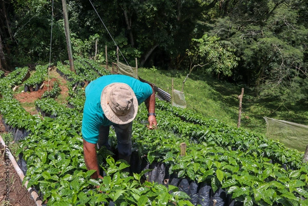 Fototapeta Farmer with a hat working and removing weeds from coffee crops in the field