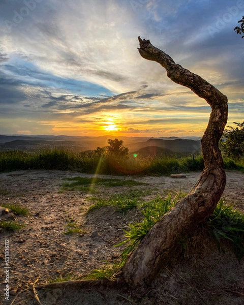 Fototapeta Dry branch facing the sunset