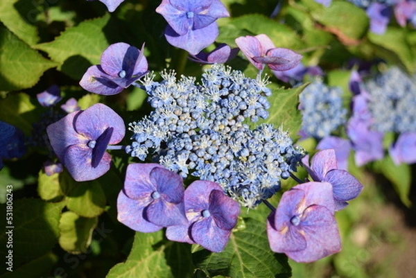 Fototapeta ブルースカイ（アジサイ）