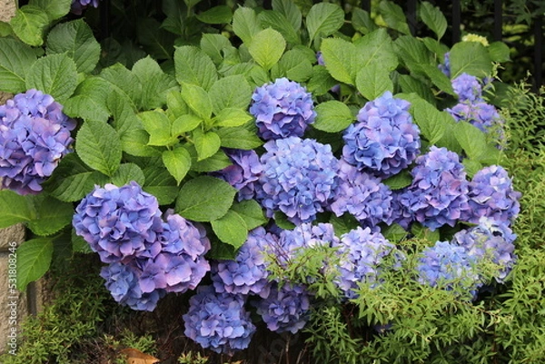 Fototapeta September 2022 Various Flowers in Bloom