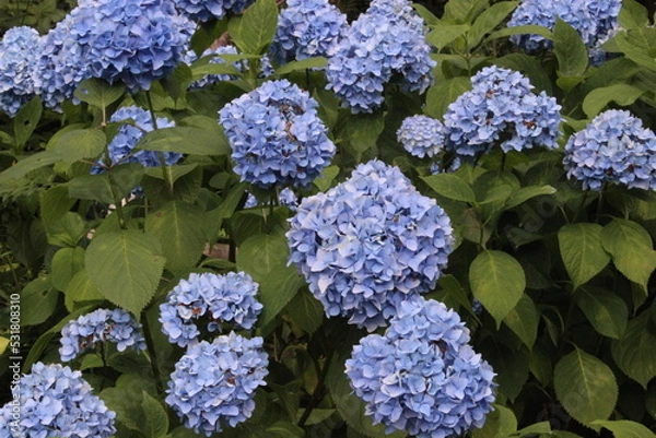 Obraz September 2022 Various Flowers in Bloom