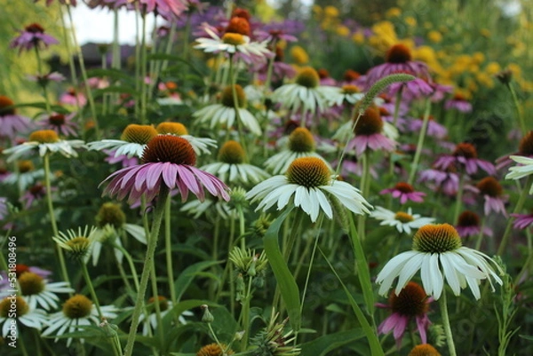 Fototapeta September 2022 Various Flowers in Bloom