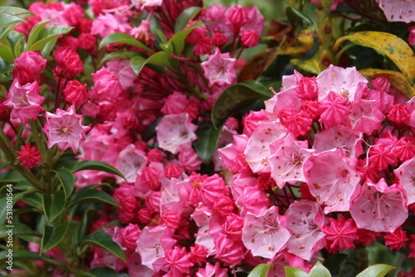 Fototapeta September 2022 Various Flowers in Bloom